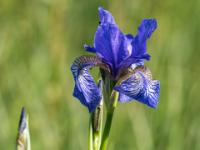 Schwertlilie blau